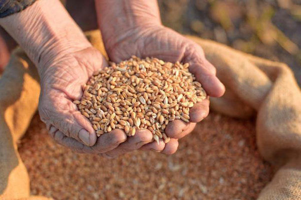 Мировые цены на зерно вырастут на 15%, — МВФ