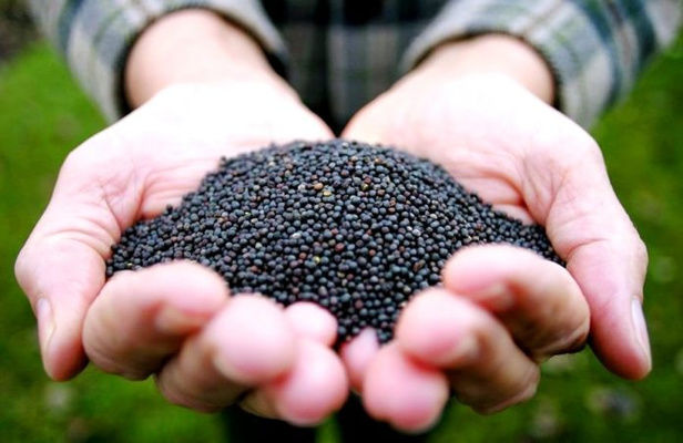 Аграрии Украины смогут бесплатно получить семена рапса