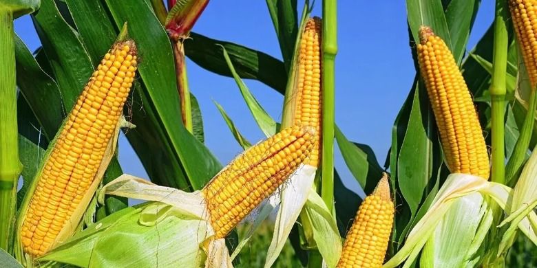 В США значительно вырастет производство кукурузы