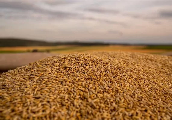 Сколько зерна экспортировала Украина через Румынию?