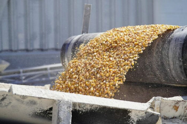 Росіяни вивозять крадене зерно з Мелітополя до Криму