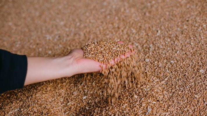У США підрахували скільки зерна вкрала РФ на окупованих територіях України