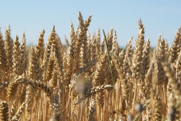 УЗА увеличила оценку урожая зерновых в Украине