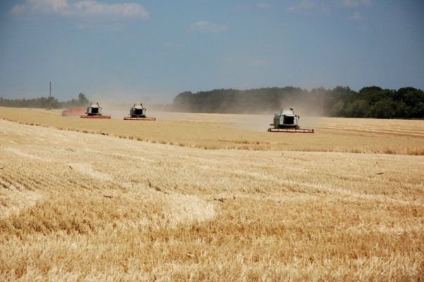Нацбанк України прогнозує стрімке скорочення виручки аграріїв до кінця 2023 року