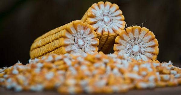 Бразилія випередила США і стала найбільшим світовим експортером кукурудзи