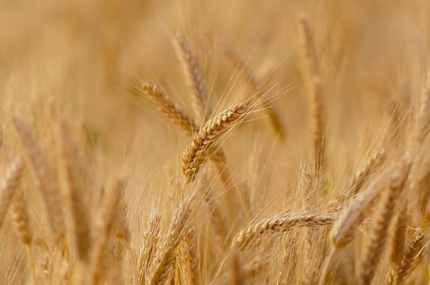 Австралия теряет урожаи зерновых из-за сентябрьской жары