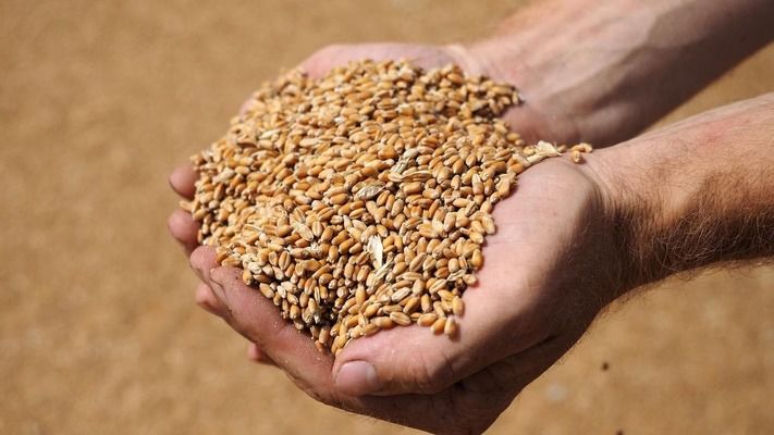 Украина собрала более 30 млн тонн зерна