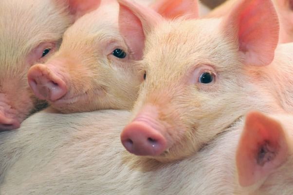 Конкуренция на рынке свинины растет, – Rabobank
