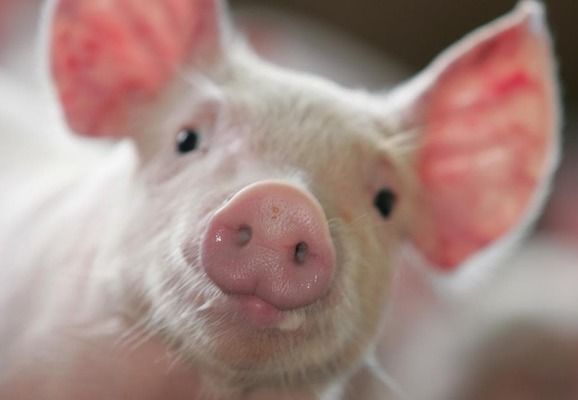 Знижений попит на свинину в Китаї – чергова ознака економічної кризи