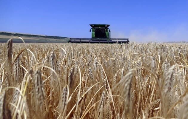 ЄС скорочує оцінки врожаю зернових та переглядає імпорт