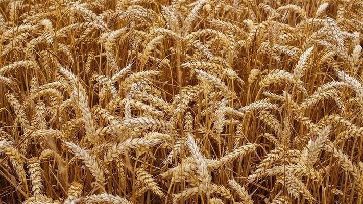 Китай впервые за долгое время произвел крупную закупку американской пшеницы