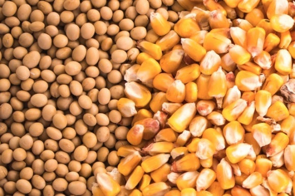 Американські експортери борються з бразильськими поставками кукурудзи та сої