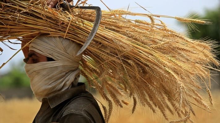 Пакистан ожидает рекордного урожая пшеницы