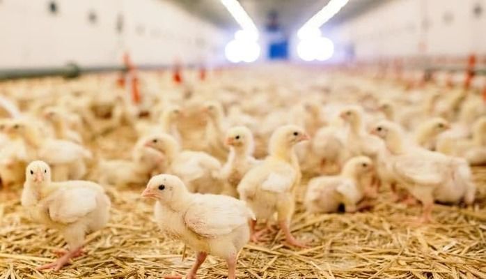 Світове виробництво м'яса птиці зросло у 8 разів