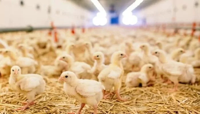 Мировое производство мяса птицы выросло в 8 раз