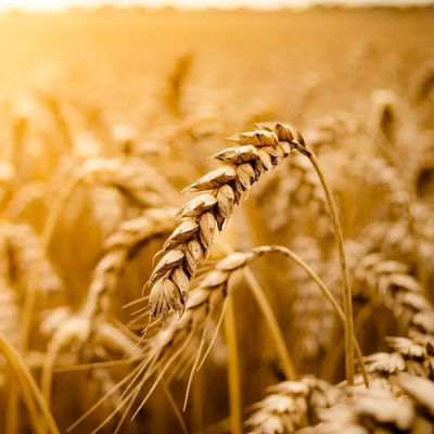 Історичний рекорд: урожай пшениці в Індії становить понад 110 млн тонн