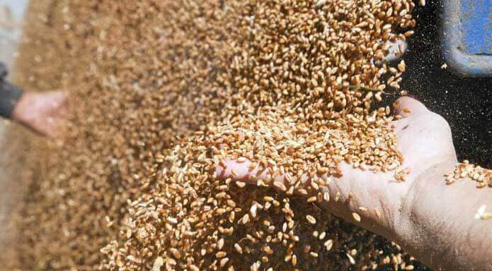 Ожидается резкий рост спроса на зерно в африканском регионе