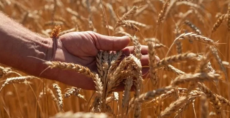 Сколько зерновых уже собрали в Украине?