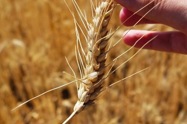 Благодаря дождям урожай пшеницы в Австралии вырастет на несколько миллионов тонн