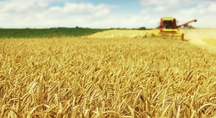В Індії прогнозують зниження виробництва пшениці на 8 млн тонн