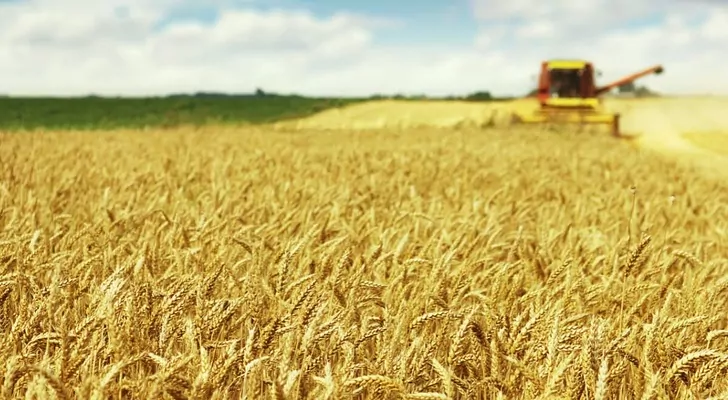 В Индии прогнозируют снижение производства пшеницы на 8 млн тонн 