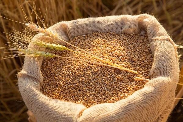  БЕБ викрило схему експорту зерна невідомого походження на 133,9 млрд грн