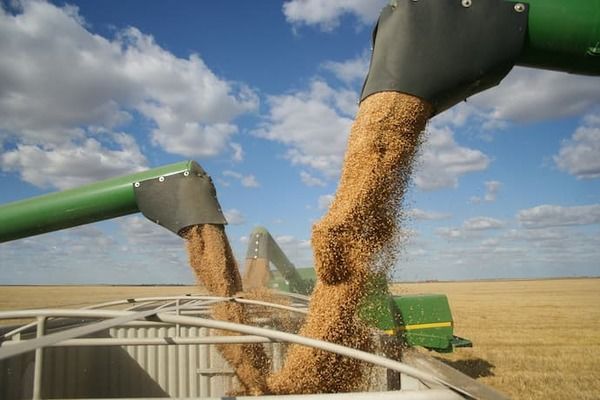 Українська зернова асоціація попереджає про ризик зупинки експорту зерна