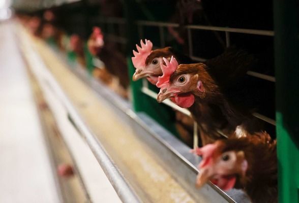 В Україні збільшилося споживання м'яса птиці та яловичини