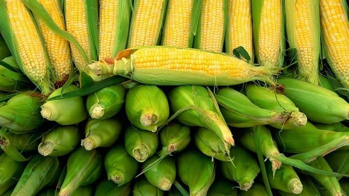 В Китае зафиксирован рекордный урожай кукурузы
