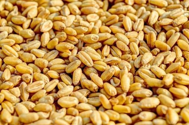Ліван закупив понад 70 тисяч тонн української пшениці