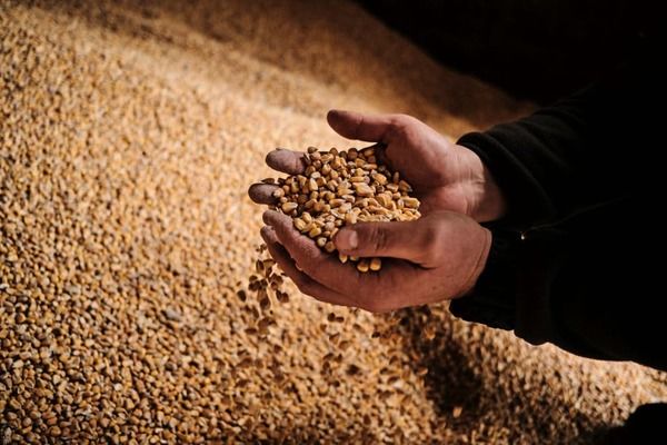 Болгария требует от ЕС ввести тарифы и квоты на импорт украинского зерна