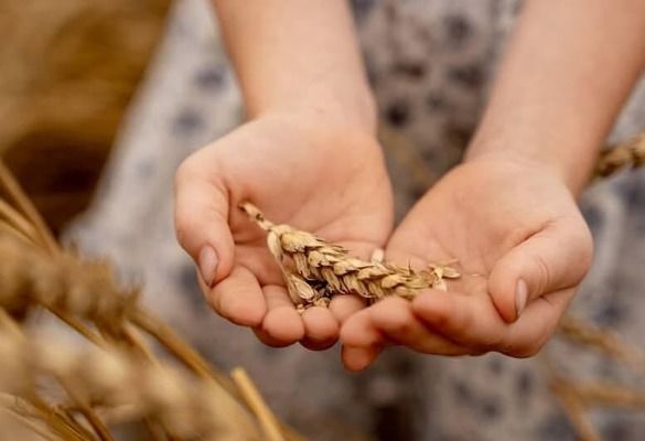Ціни на продовольчу пшеницю в Україні продовжують зростати