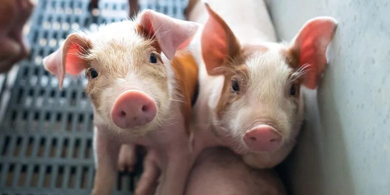 Украина увеличила импорт живых свиней в 2,7 раза