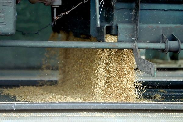 Іспанія продовжить безмитну торгівлю з Україною та надалі імпортуватиме українське зерно