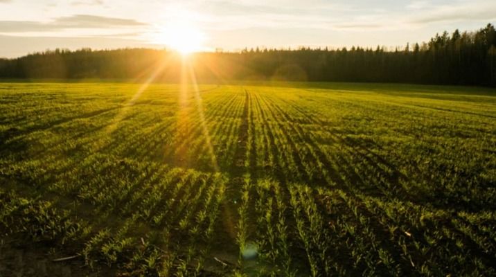 Ринок землі України попри війну показує шалене зростання