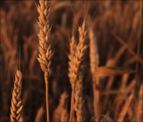 Производство пшеницы в Канаде упало на 7%