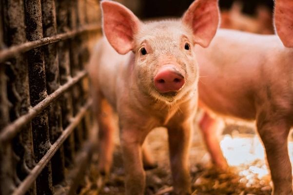 В Ивано-Франковской области зафиксирована вспышка африканской чумы свиней