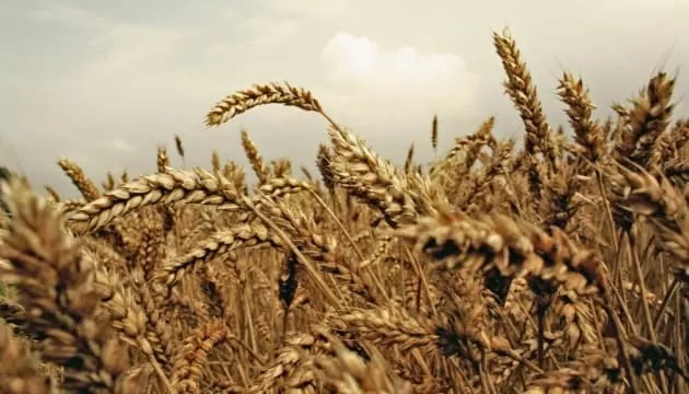 Главными импортерами украинского зерна признаны Испания, Китай и Румыния