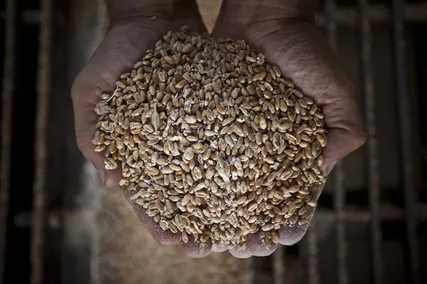 Украинское зерно: экспорт растет, а цены падают