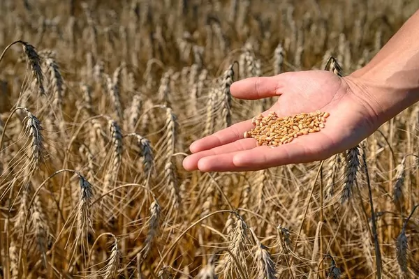 Украинская пшеница бьет рекорды: спрос растет, цены падают