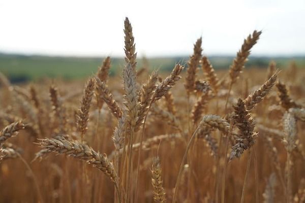 Після двох років війни світовий ринок пшениці стабілізувався, – експерт