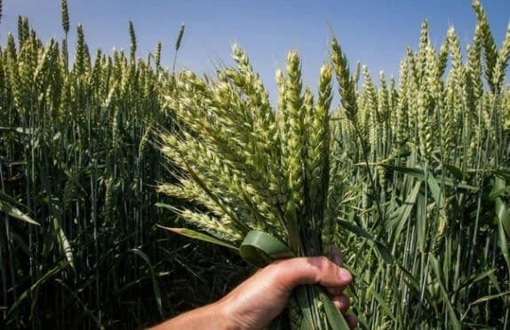 Аграрні ноти: нові можливості для кредитування українських сільгоспвиробників відкриються лише у 2025 році