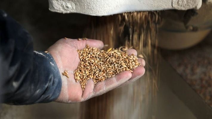Сколько зерна смогла экспортировать Украину за первую неделю марта?