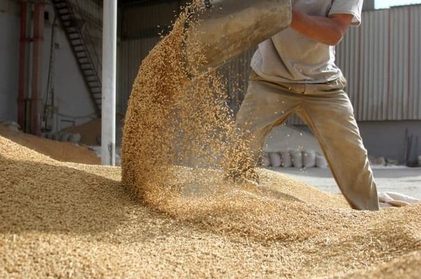 Через війну на Сумщині очікується зменшення посівних площ та виробництва зерна