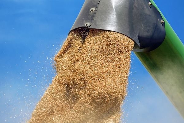 Китай скасовує рекордні поставки американської пшениці