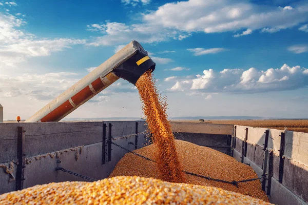 В Украине ожидается снижение урожая зерна