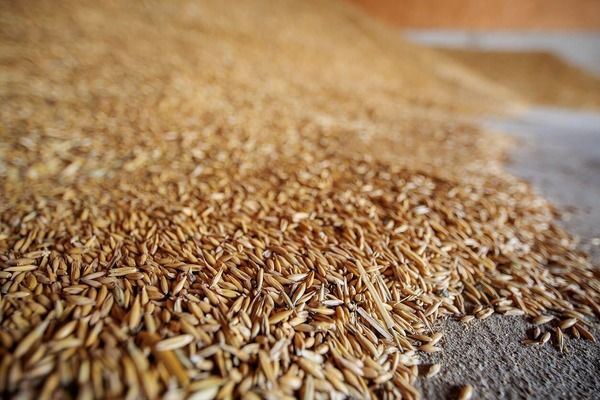 Литва призывает ЕС запретить импорт российского и белорусского зерна