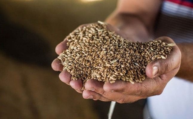 Украина экспортировала 32,851 млн тонн зерновых с начала сезона