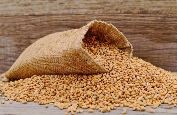 Світове виробництво пшениці у 2024 році: прогноз ФАО