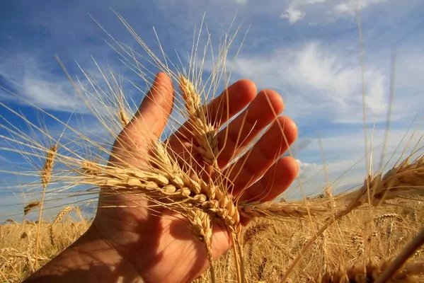 Китай упраздняет рекордные поставки американской пшеницы